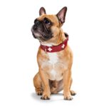 Collar para Perro Swiss - Imagen 3