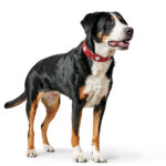 Collar para Perro Swiss - Imagen 4