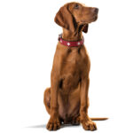 Collar para Perro Swiss - Imagen 8