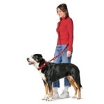 Collar para Perro Swiss - Imagen 7