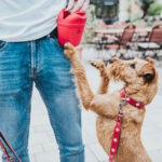 Collar para Perro Swiss - Imagen 5