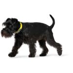 Collar para Perro Convenience - Imagen 3