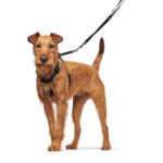 Arnes para Perro Education Side by Side - Imagen 2