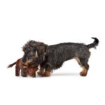 Juguete para Perro Tough Kameerun Bison - Imagen 2