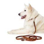 Correa para Perro Solid Education - Imagen 2