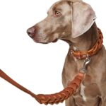 Correa para Perro Solid Education Chain - Imagen 3