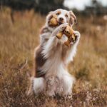 Juguete para Perro Eiby Giraffe - Imagen 5