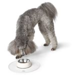 Individual Selection Round - Imagen 7