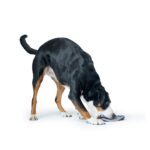 Juguete para Perro Sansibar Morsum Frisbee - Imagen 6