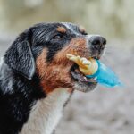 Juguete para Perro Aqua Alaska Dolphin - Imagen 3