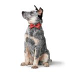 Corbata Michi para Perro Paris - Imagen 3