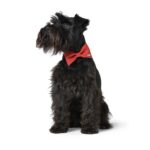 Corbata Michi para Perro Paris - Imagen 8