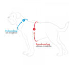 Arnes para Perro Education Side by Side - Imagen 5
