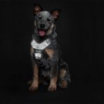 Arnes para Perro Divo Reflect - Imagen 7