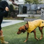 Raincoat para Perro Milford - Imagen 8