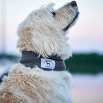 Bufanda para Perro Nancy - Imagen 5