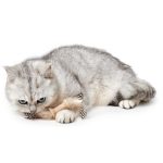 Juguete para Gato Mala Dumbbell - Imagen 2