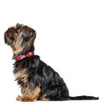 Collar para Perro Love - Imagen 5