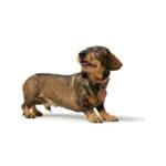 Collar para Perro München - Imagen 6