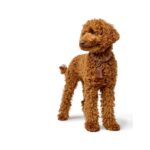 Collar para Perro München - Imagen 7