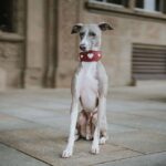 Collar para Perro Greyhound Love - Imagen 4