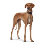 Collar para Perro Greyhound Super Soft - Imagen 4