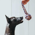 Juguete para Perro Ball with Handlopp Jena - Imagen 2