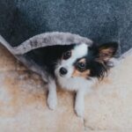 Cueva Lugano - Imagen 4