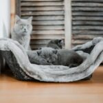 Cueva Lugano - Imagen 5