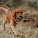 Juguete para Perro Billund Bear - Imagen 2