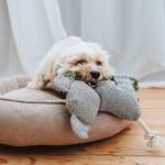 Juguete para Perro Rio Koala Bear - Imagen 3