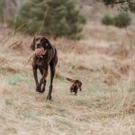 Juguete para Perro Ball Inari - Imagen 4