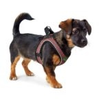 Arnes para Perro Hilo Comfort - Imagen 4