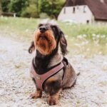 Arnes para Perro Hilo Comfort - Imagen 3