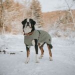 Abrigo para Perro Uppsala - Imagen 9