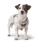 Arnés para Perro Divo Up - Imagen 4