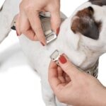 Arnés para Perro Divo Up - Imagen 5