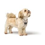Arnés para Perro Divo Up - Imagen 6