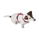 Arnes para Perro Tripoli - Imagen 4