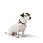 Collar para Perro Aalborg Hearts - Imagen 4