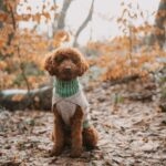 Sueter para Perro Odense + Gorro para Humano - Imagen 8