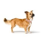 Collar para Perro Soho X Love - Imagen 5