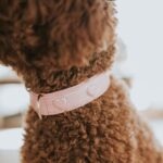 Collar para Perro Soho X Love - Imagen 6