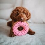 Juguete para Perro Belem Donut - Imagen 2