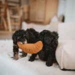 Juguete para Perro Belem Croissant - Imagen 2