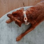 Collar para Perro Malia - Imagen 6