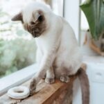 Juguete para Gato Feltring - Imagen 4