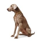 Collar De Entrenamiento para Perro Freestyle Eiby - Imagen 2
